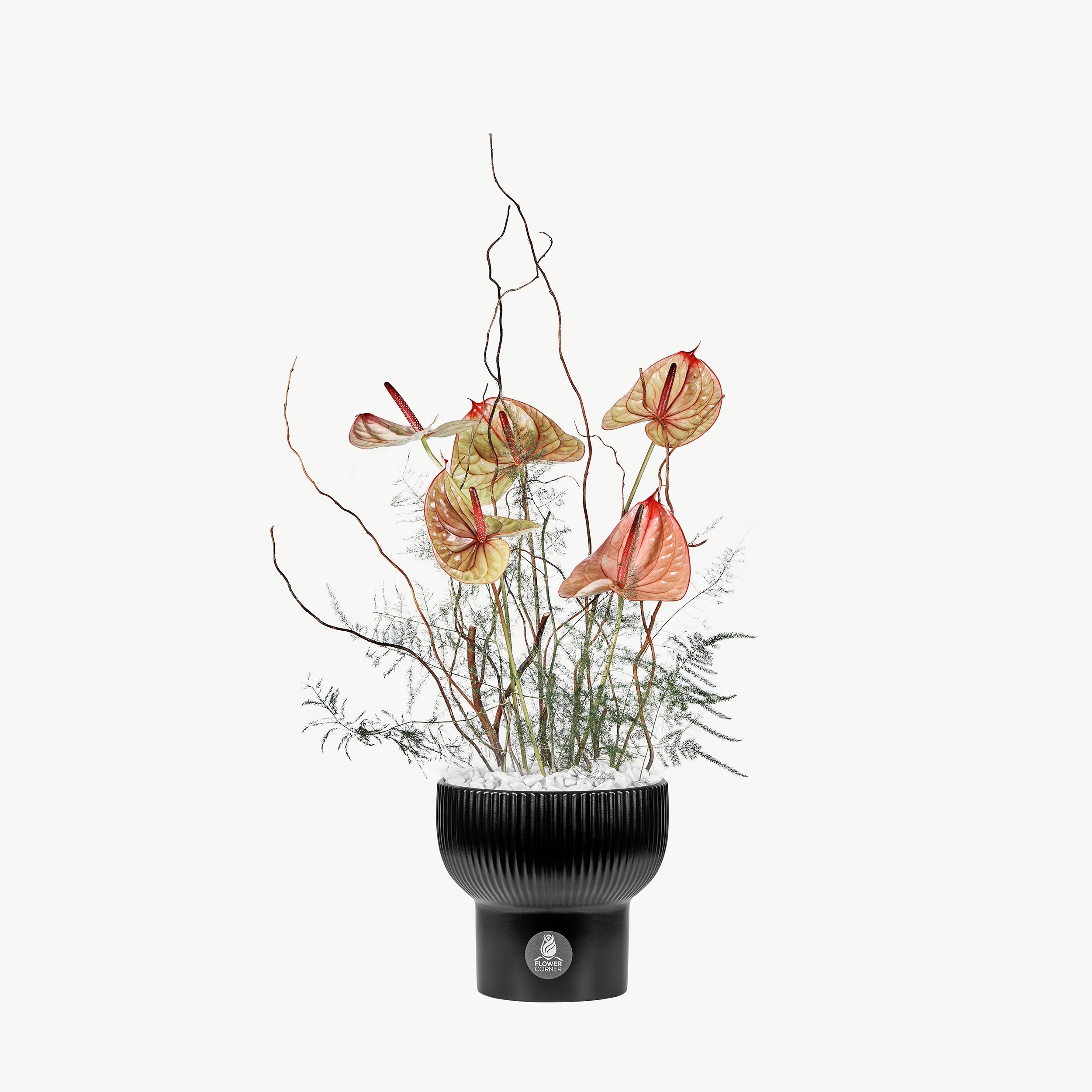 Fantasia flower vase with exotic anthurium fantasia and greenery in black ceramic pot
