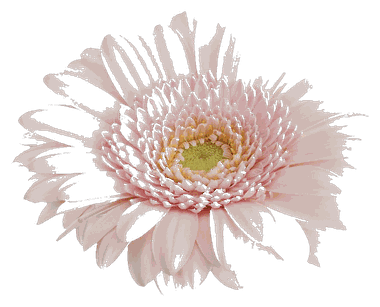 Gerbera Pink