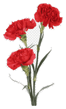 Carnation