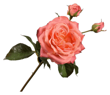 Rose Peach
