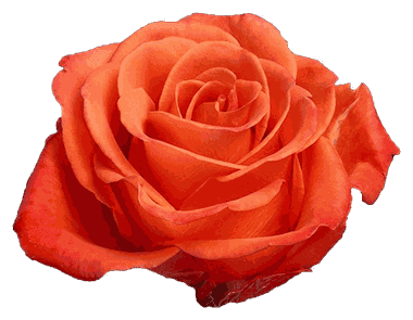 Rose Orange