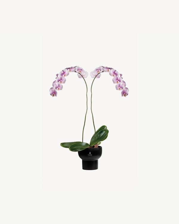 Noir Blush Orchid