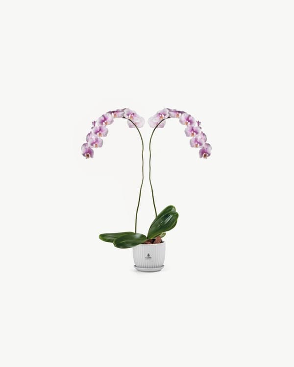 Blush Twin Orchid