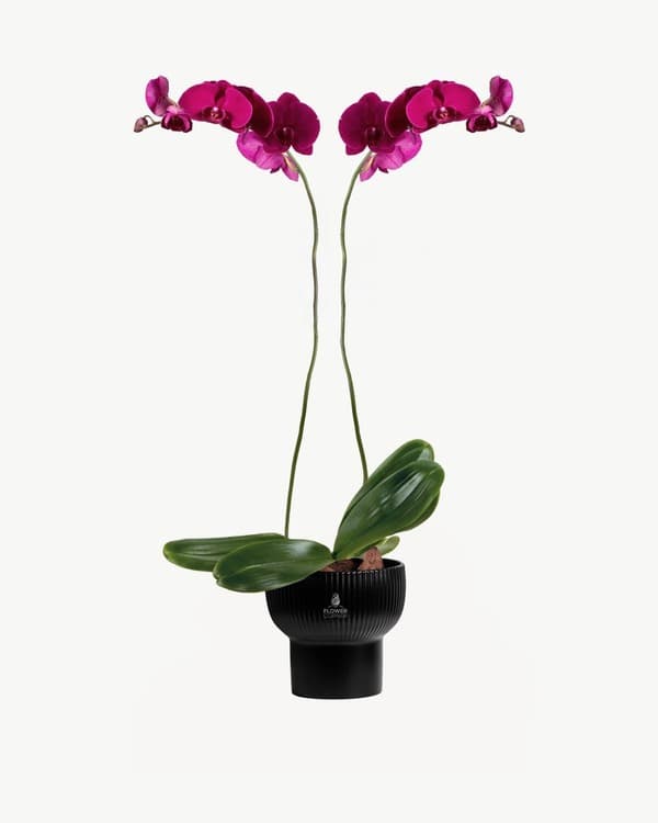 Magenta Noir Orchid