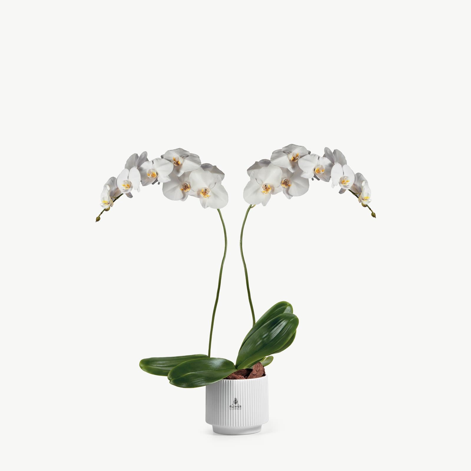 White orchid duo, view 1
