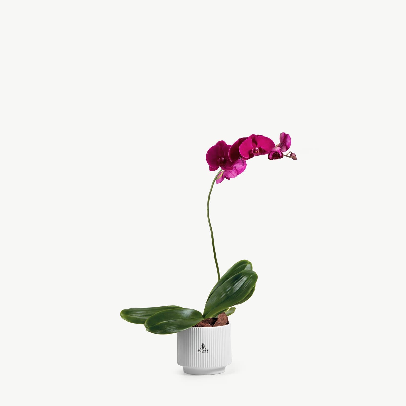 Purple orchid, view 1