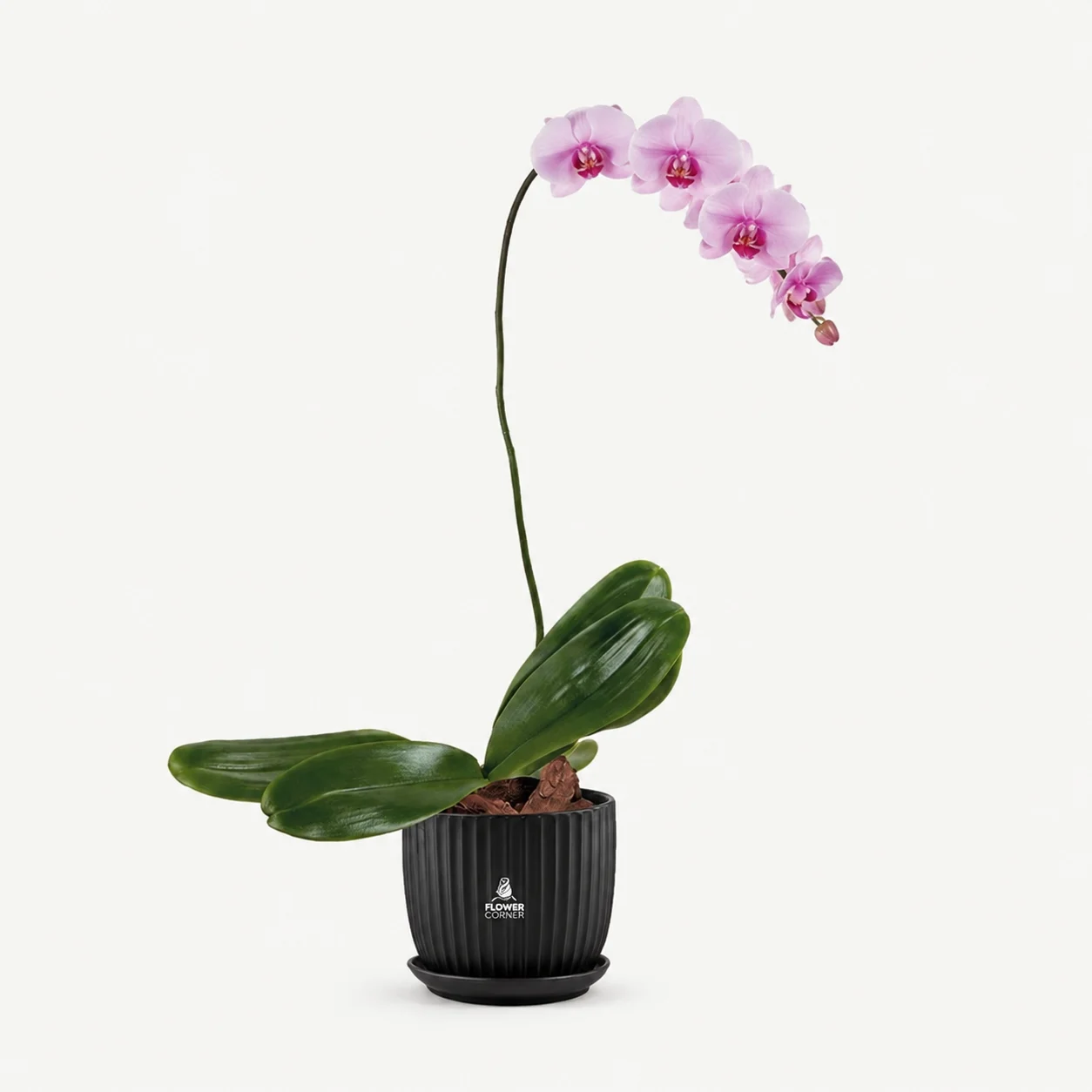 Pink orchid — black pot
