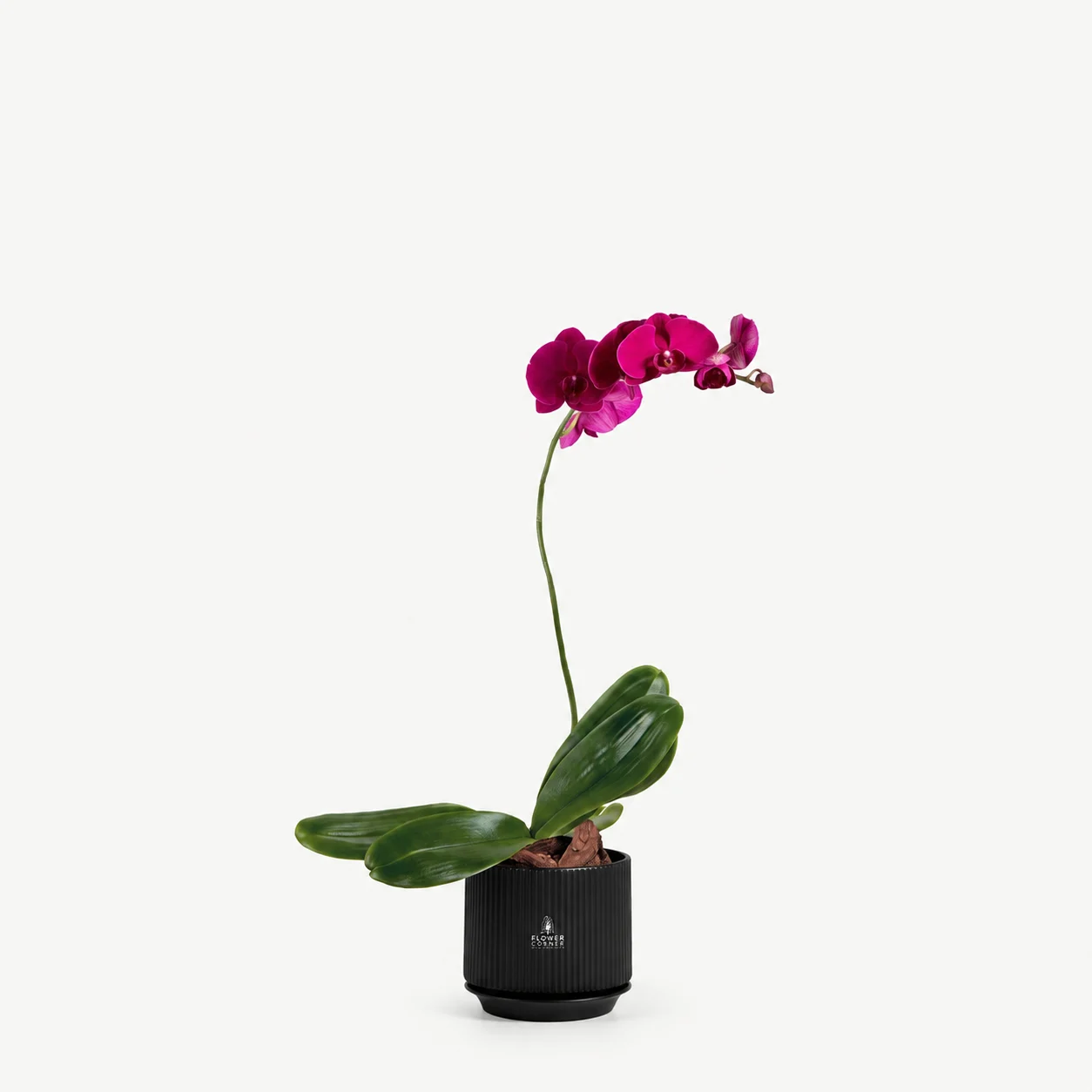 Purple orchid — black pot