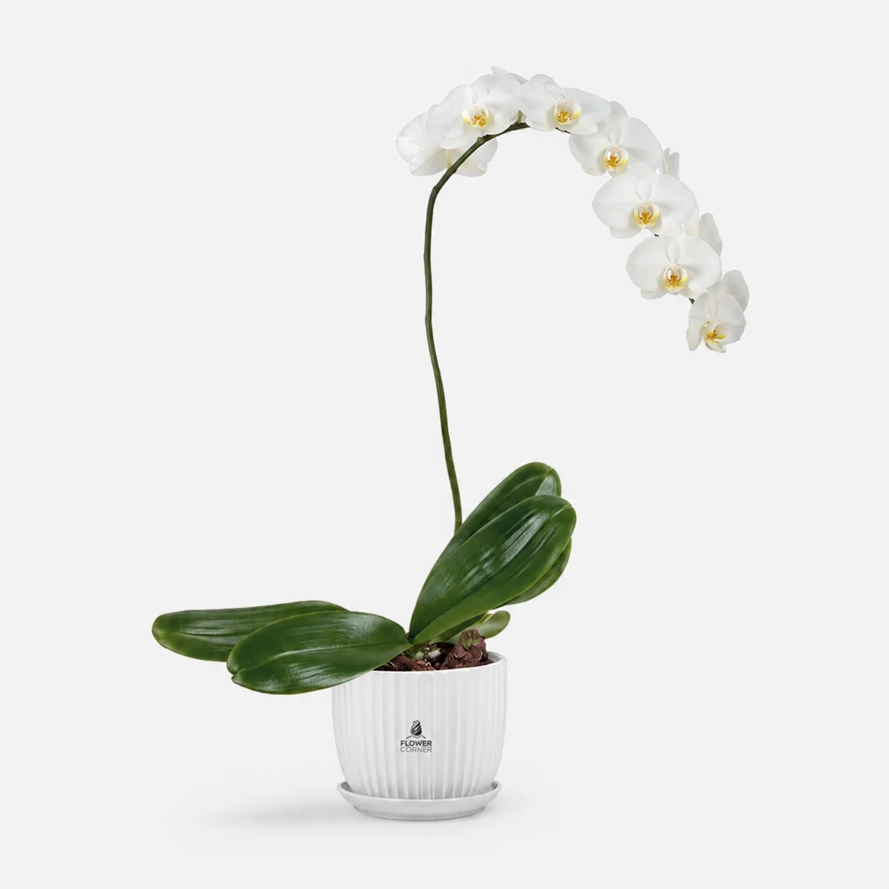 White orchid — white pot