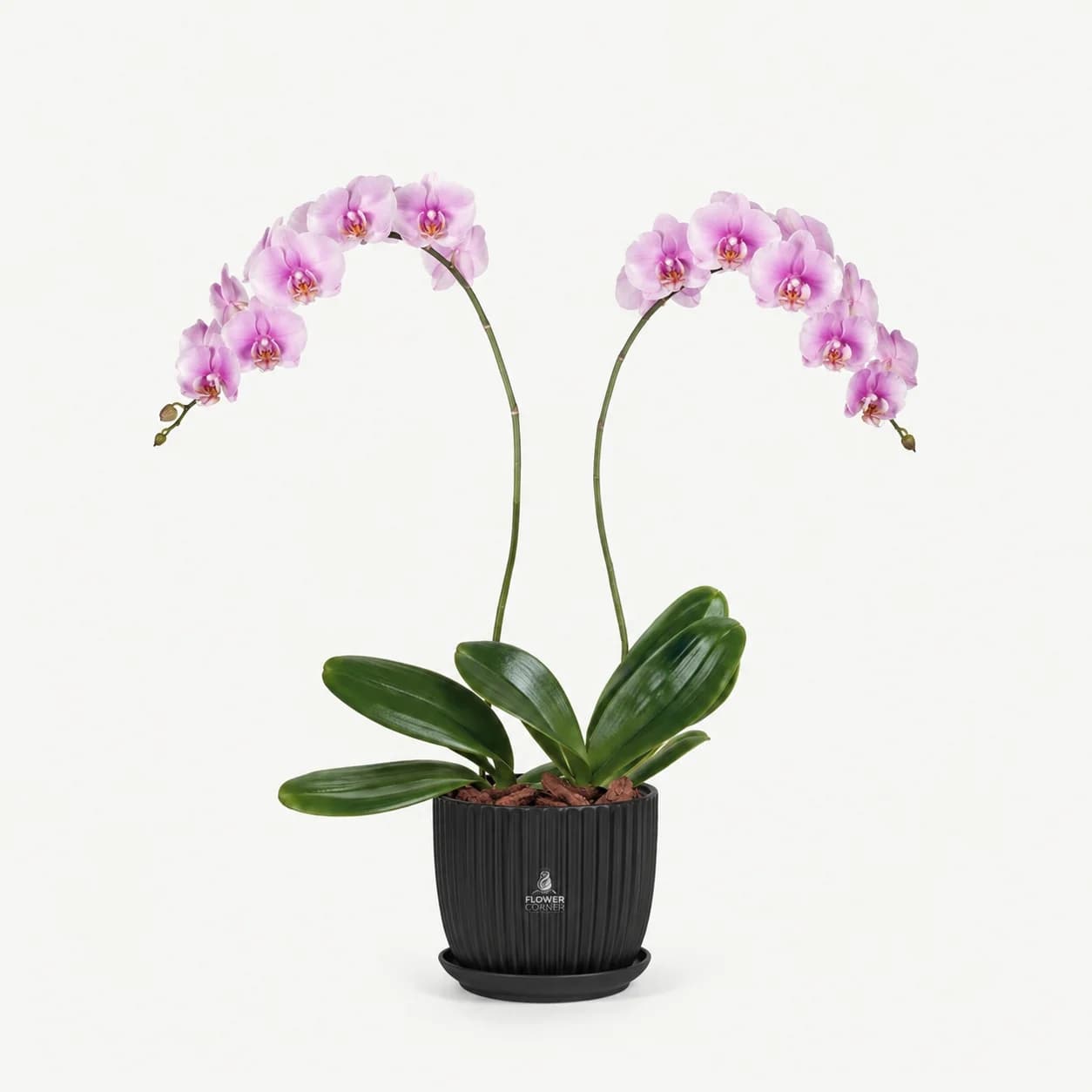 Pink orchid duo, view 1