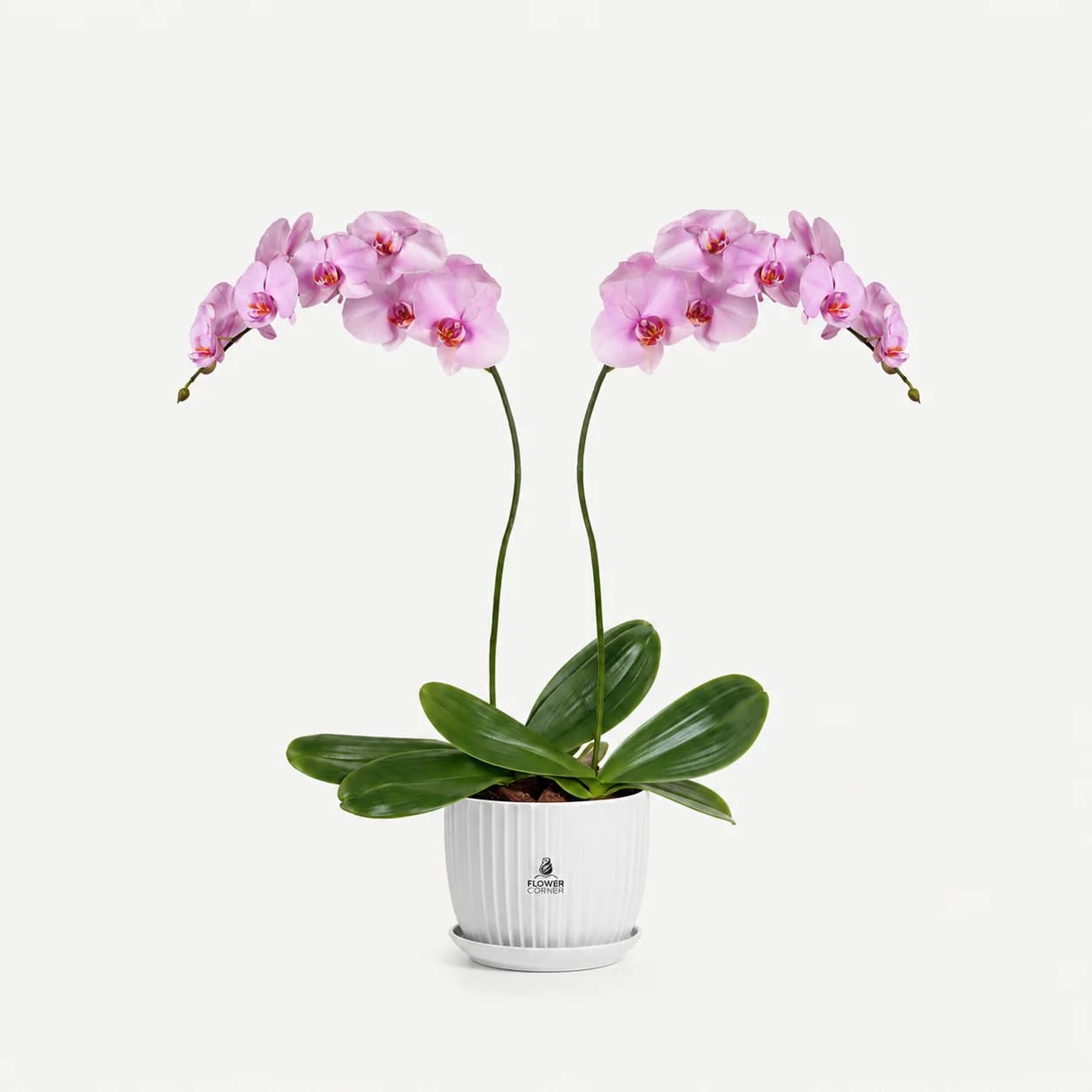 Pink orchid duo, view 1