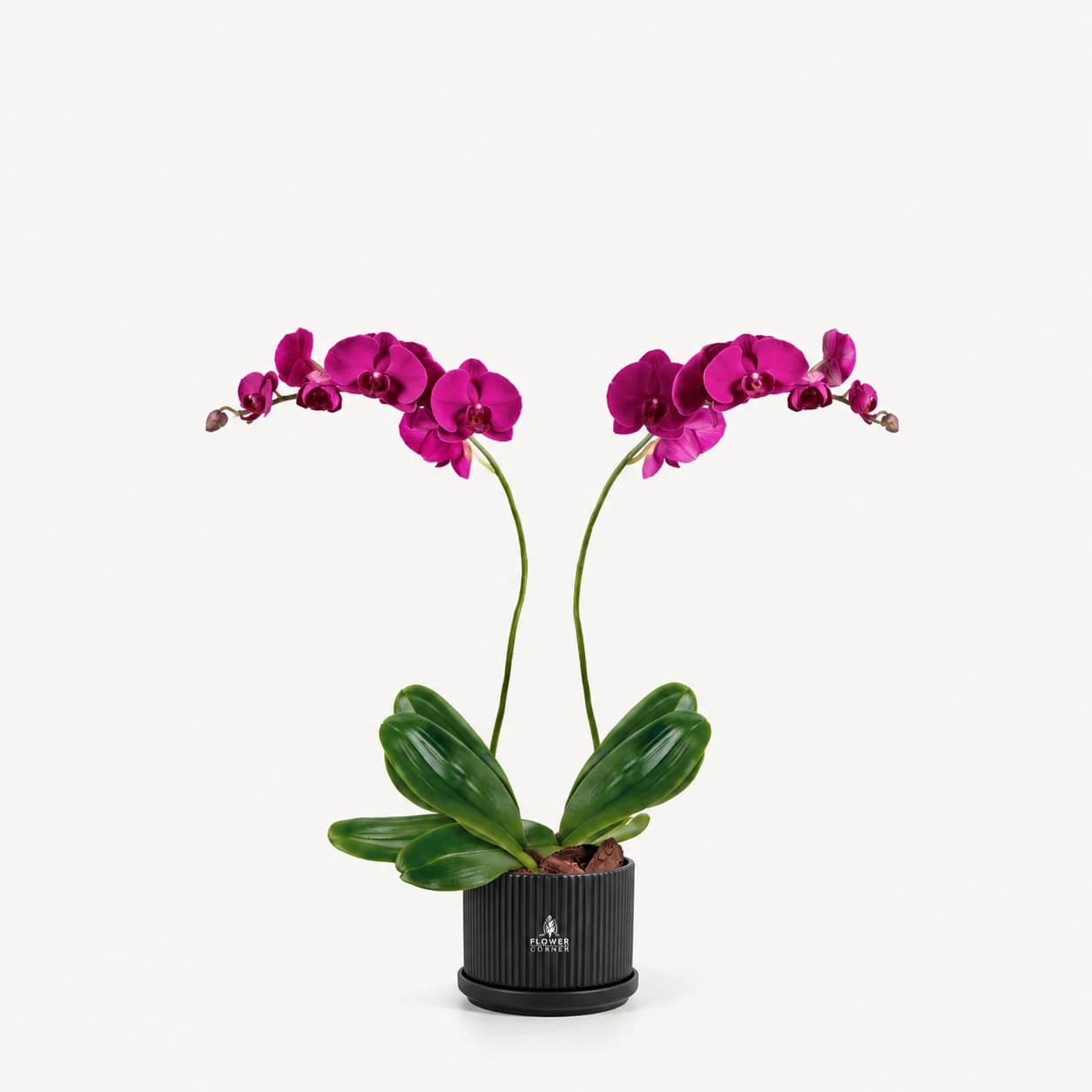 Purple orchid duo — black pot