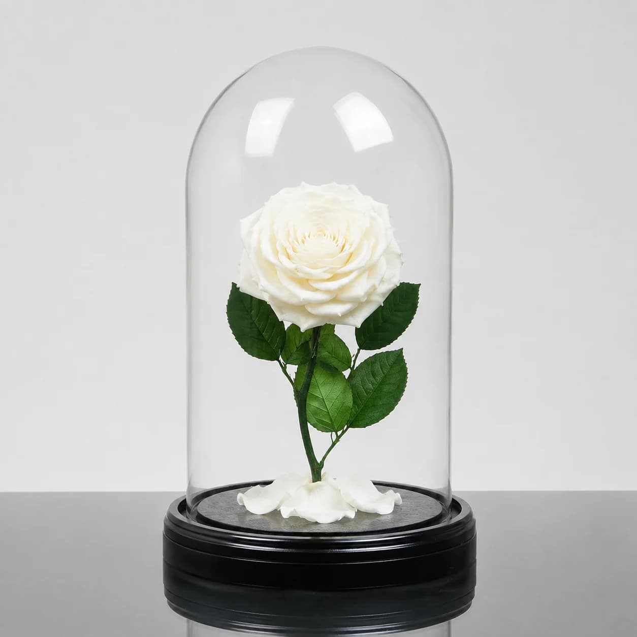 Forever Rose — White / Round