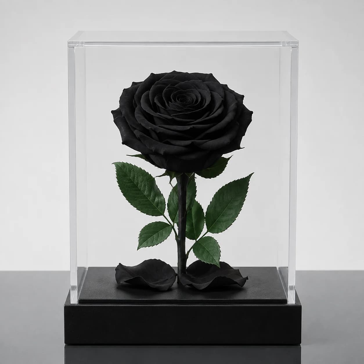 Forever Rose — Black / Square