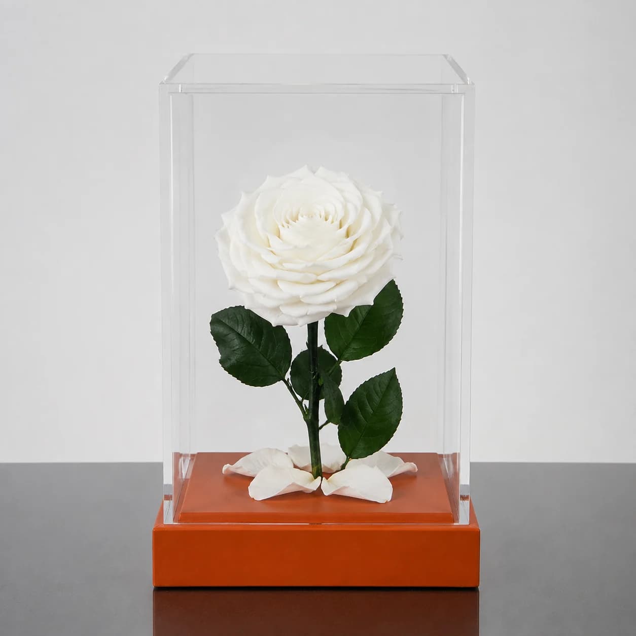 Forever Rose — White / Square