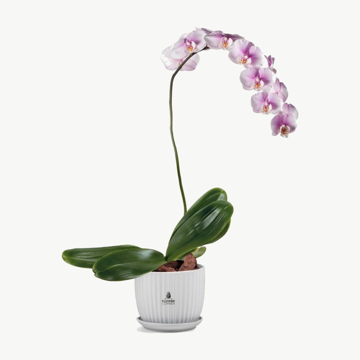 Pink orchid, view 1