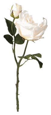 Cheap Flower Shop in Sharjah: Fresh Bouquets & Same-Day Delivery