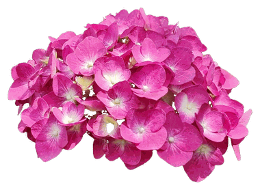 Best Indoor Plants for UAE Apartments: Fresh, Low-Maintenance, and Perfect for Your Home