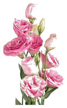 Fresh Flowers & Same-Day Delivery in Sharjah