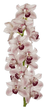 Murugan Flowers Sharjah: A Guide to Local Blooms