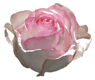 Eid Al Adha Greetings: How to Wish Loved Ones a Blessed Holiday with Flowers and More
