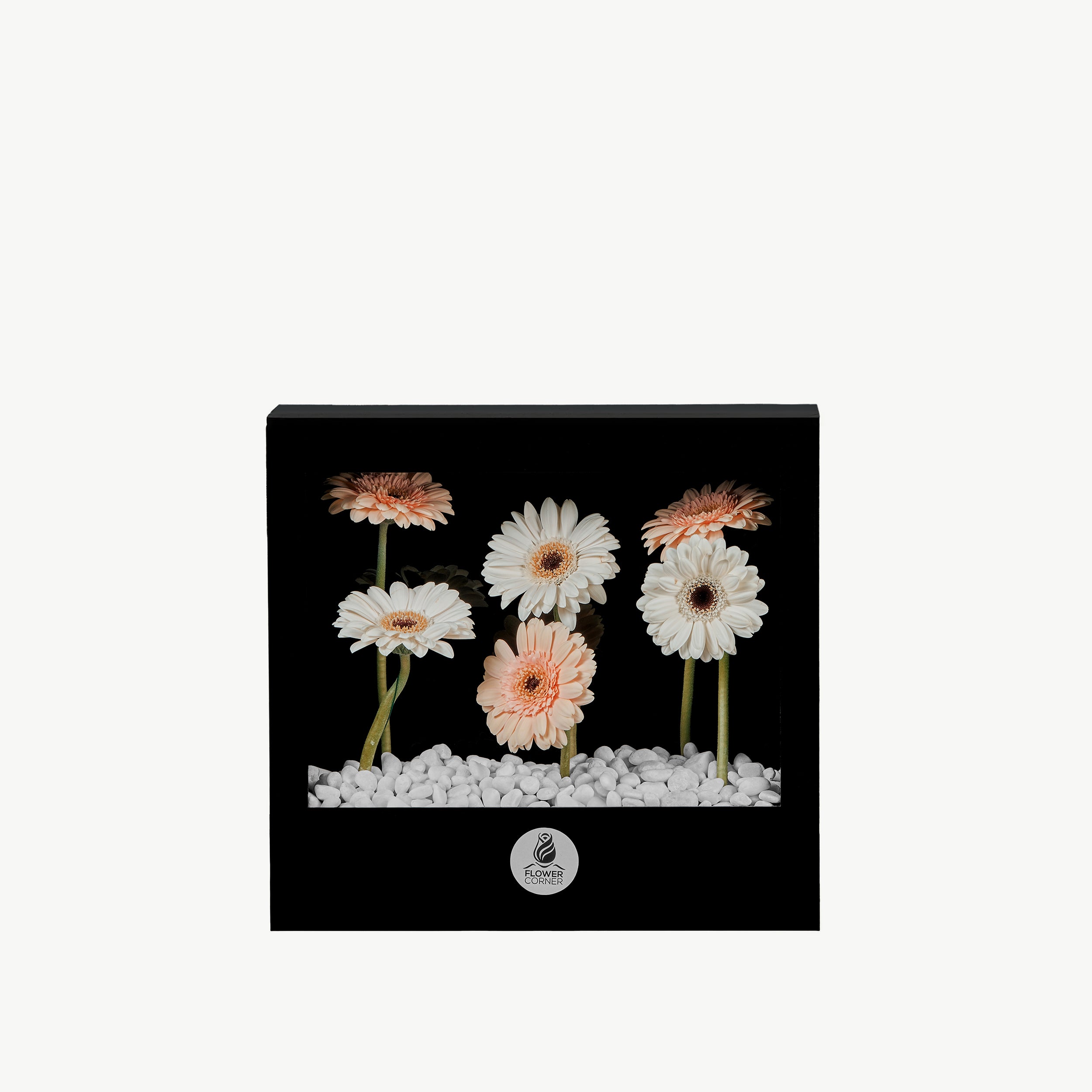 Coherence Flower Window with peach and white gerberas and white pebbles in acrylic box