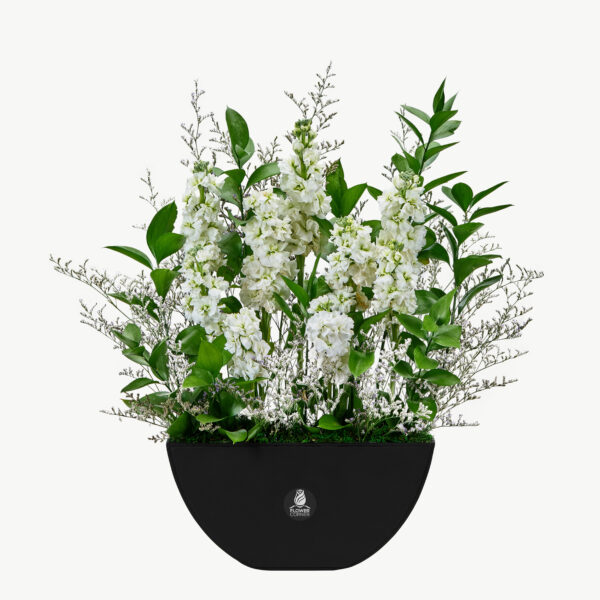 White Mathiola Flower Arrangement